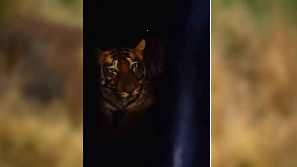 tigress zeenat update now how is she whats her condition gnr 