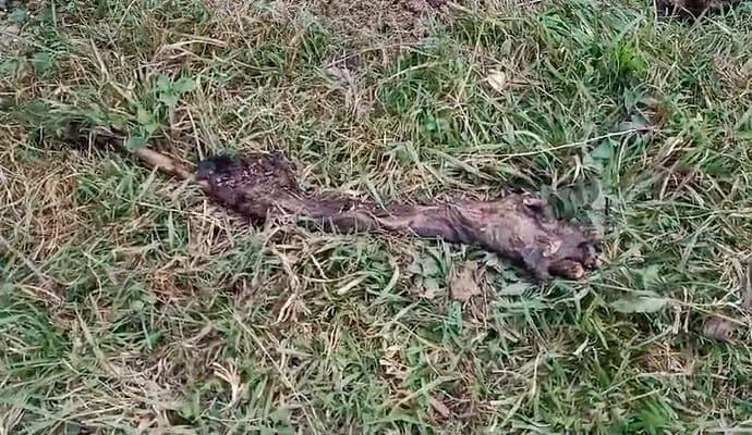 dead body found in jungle