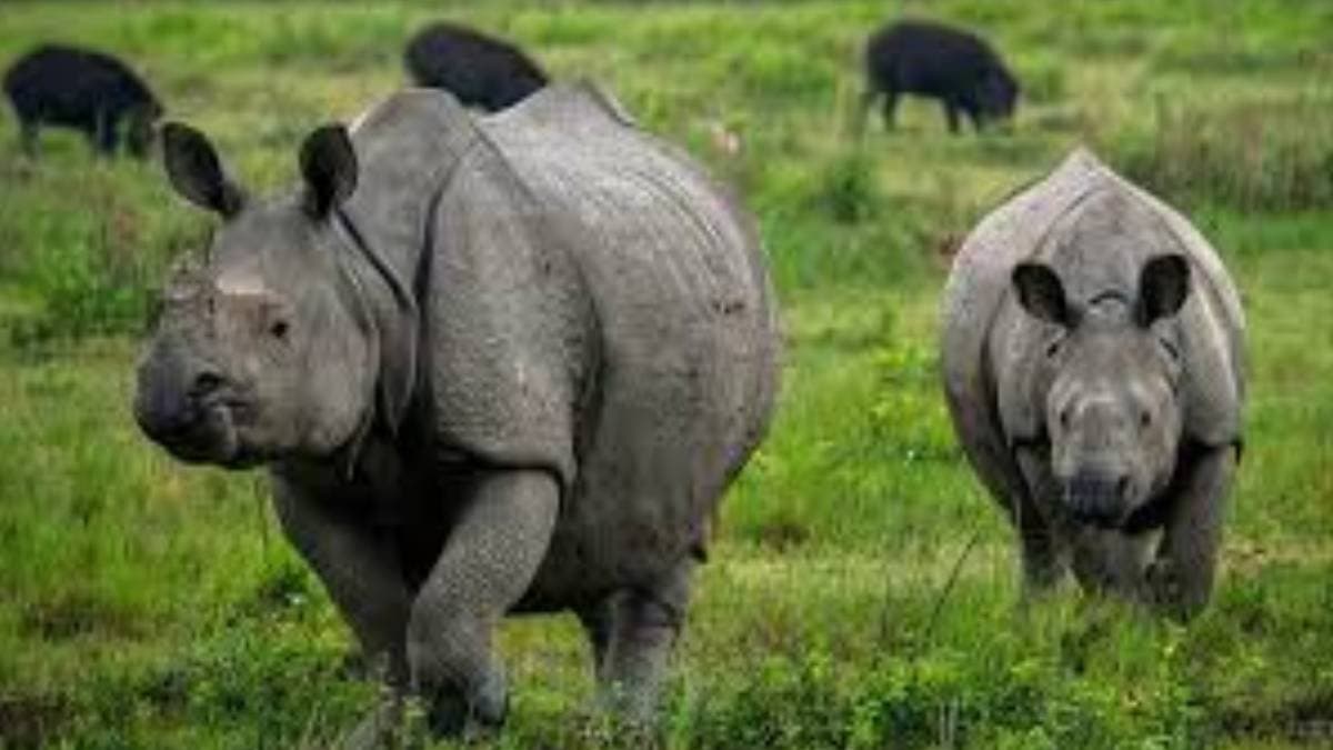 The Supreme Court expresses concern over the destruction of wildlife