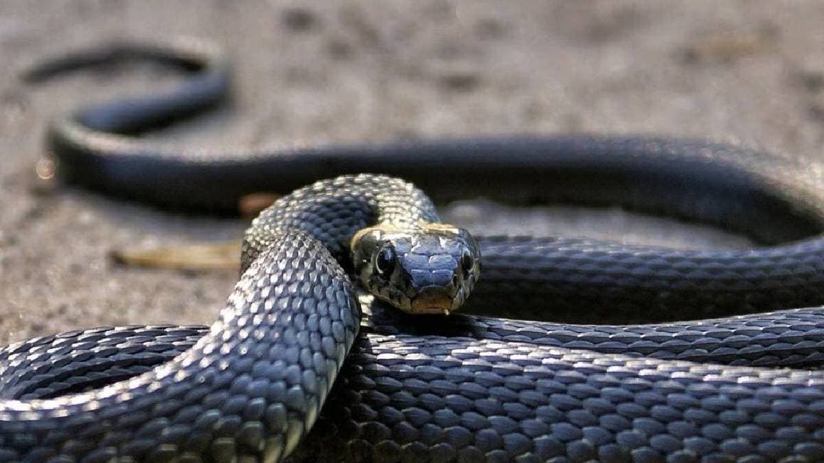 Five years ago wounds snake taking revenge bitten girl 11 times for the past five years gnr