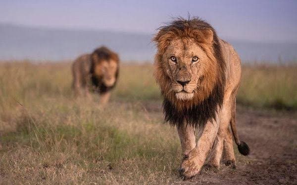 One Super Predator in Africa Instills Even More Fear Than Lions gnr 