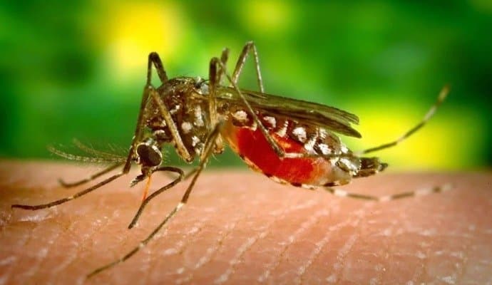 doctor student death suspect dengue