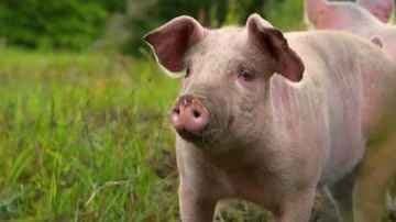 Actor Playing Demon In Ramayana Play Kills Pig On Stage, Eats Raw Meat In Odisha gnr 