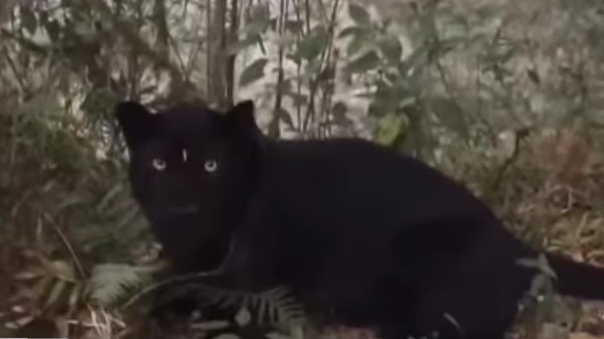 Pitch dark animal with sparkling eyes in Kurseong creats panic