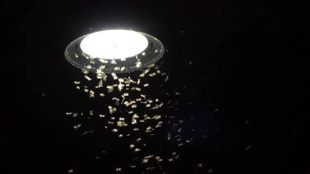 How to get rid of insects during diwali