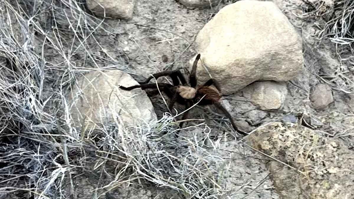 Hundreds of male tarantulas take over US town in search of mates gnr
