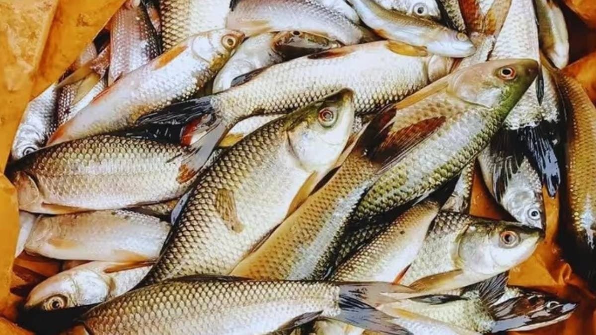 Why should you avoid eating fish during monsoons