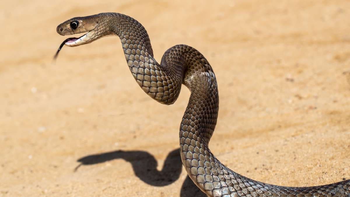 Follow these simple tips if a snake attacks you