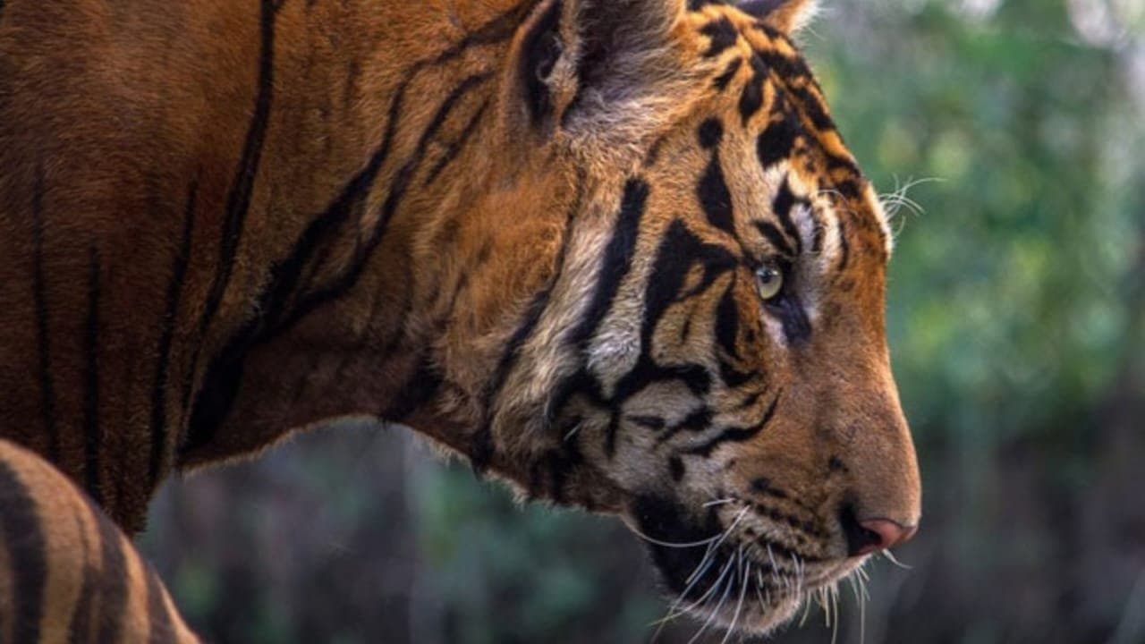 To Shoot And Kill 'Man-Eating' Tiger