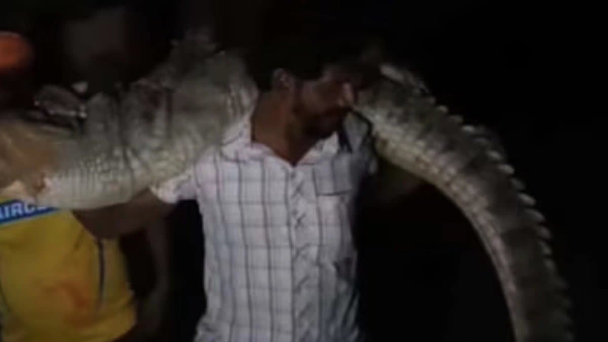 Kota Man Carried 8 Foot Long Crocodile On His Shoulder here the reason