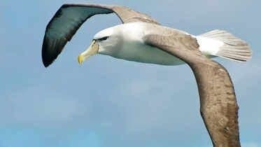 ​​Six amazing facts about Albatross that soars the sky for years without touching the land​