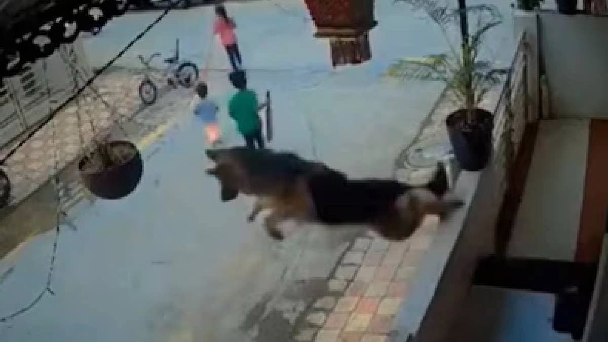German Shepherd Jumps Off Balcony To ‘Save Kids’ From Stray Dog