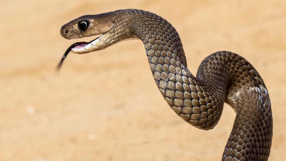 ‘এক ছোবলেই ছবি!’ বিশ্বের সবচেয়ে বিষাক্ত ৫ সাপ কোনগুলি?