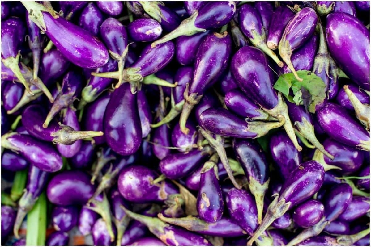 these tricks to follow to identify if there are insects in brinjal LIF