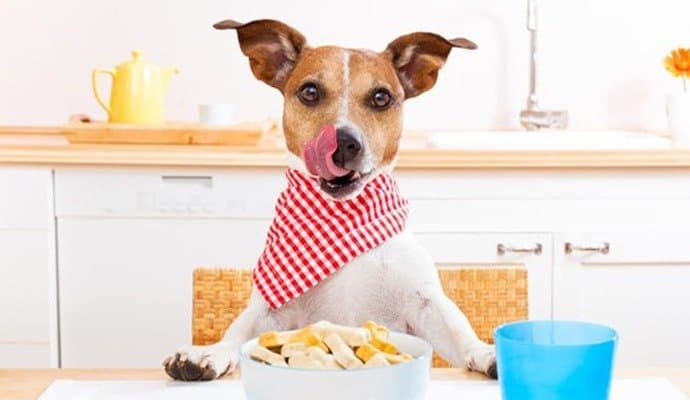Pet Nutrition: পোষ্যদের পুষ্টি অপূর্ণ থাকছে না তো? কী পরামর্শ দিচ্ছেন পুষ্টিবিদ? 