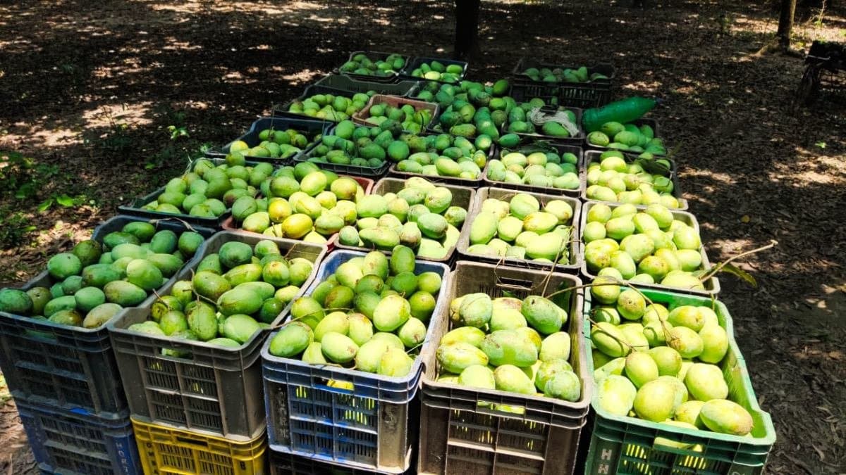 Mangoes of Malda will be exported to Japan and Korea