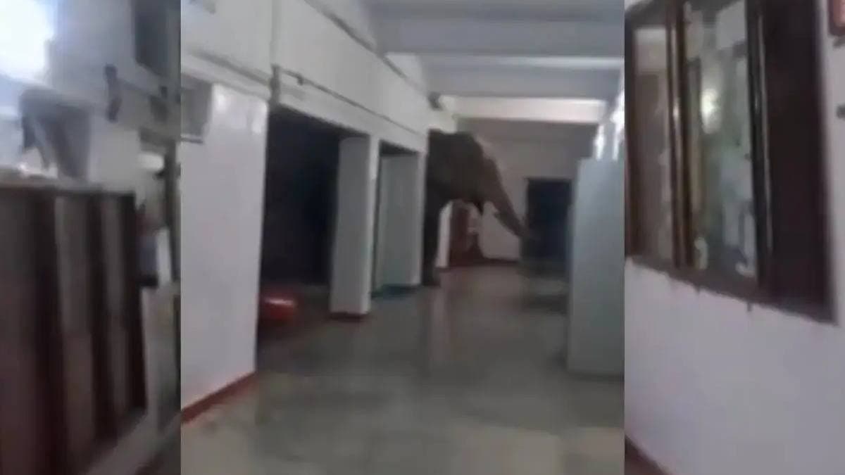 Elephant Casually Walks Into School viral video