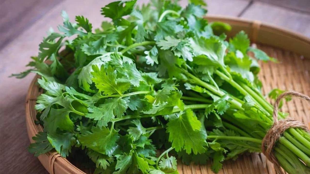 Simple Hacks to keep Coriander leaves fresh for days
