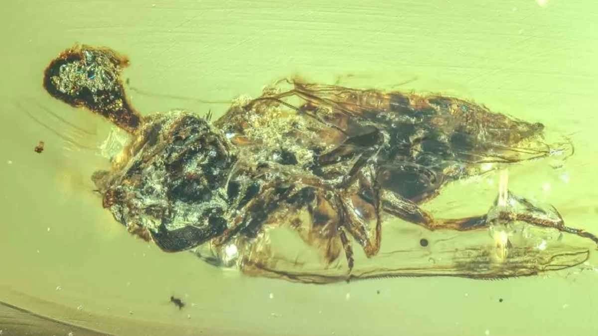  100 Million years ago Zombie Fungus lived in Earth and make Horror story