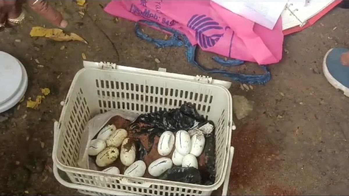 Snake fear in hoogly district after water logging gnr