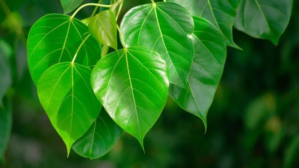 By drinking Peepal leaves water on an empty stomach in morning you will get many health benefits