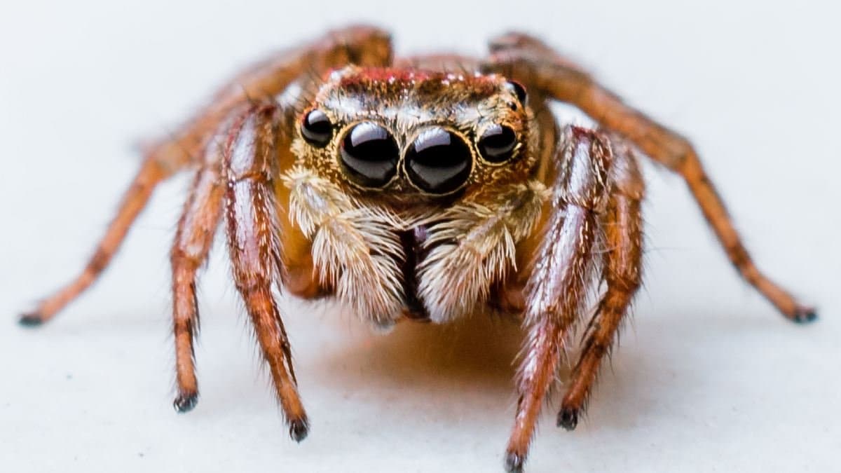 The reason you should not neutralize spider on the spot