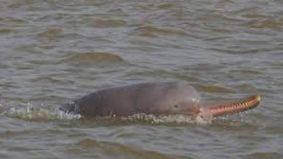 India has more than 6000 river Dolphins says survey