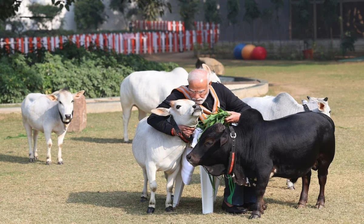 PM Modi Feeds Cows On Makar Sankranti