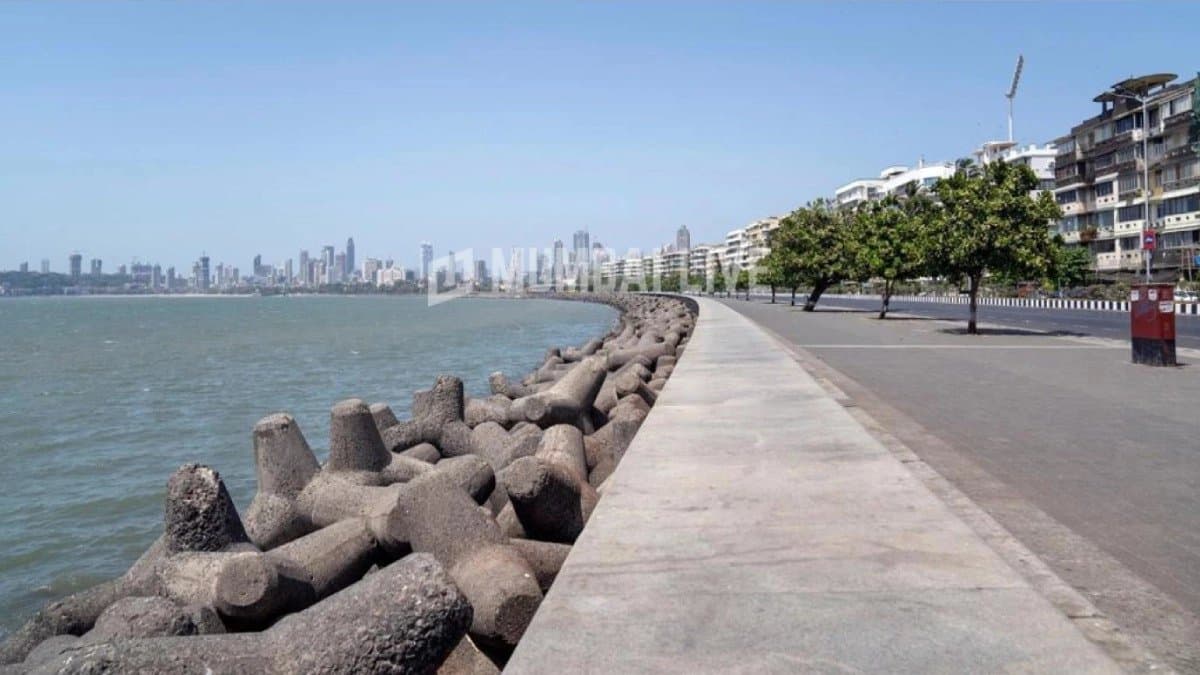 What are those weird starfish like structures lying on Mumbai Marine Drive
