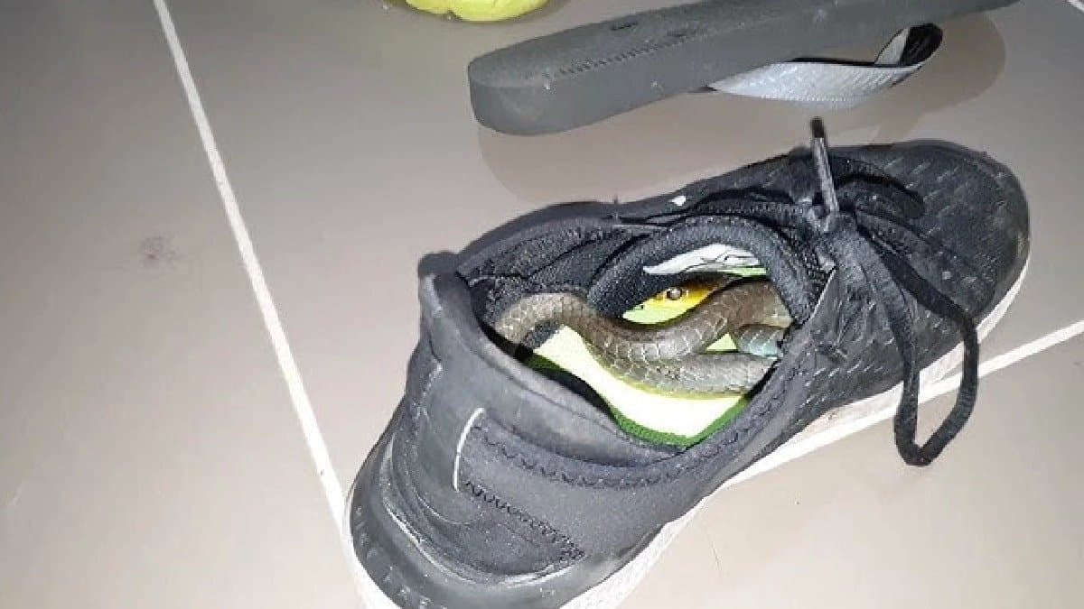 Snake had slipped through his slippers Bengaluru Techie Dies After Being Bitten