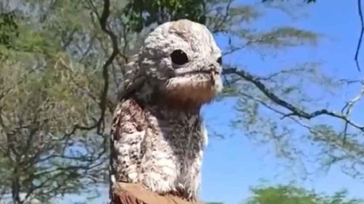 Great Potoo the bird who can see with its closed eyes
