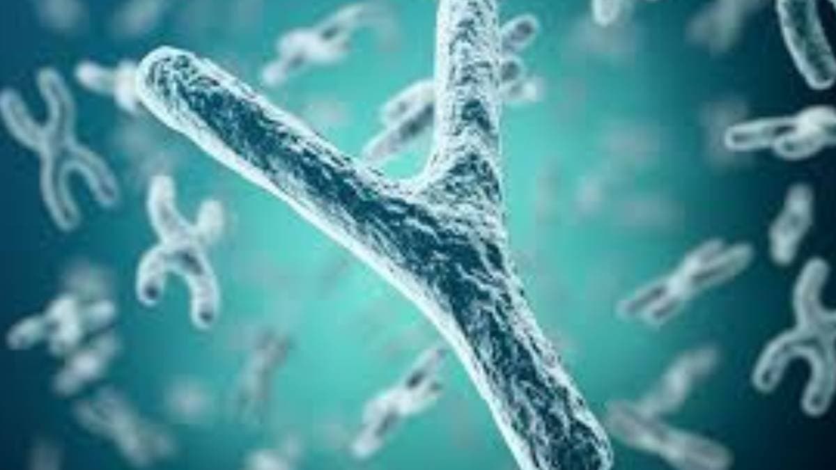 Y chromosome may disappear from world says scientists
