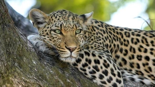 Leopard Beaten To Death For Attacking Homeguard Jawan In UP gnr 