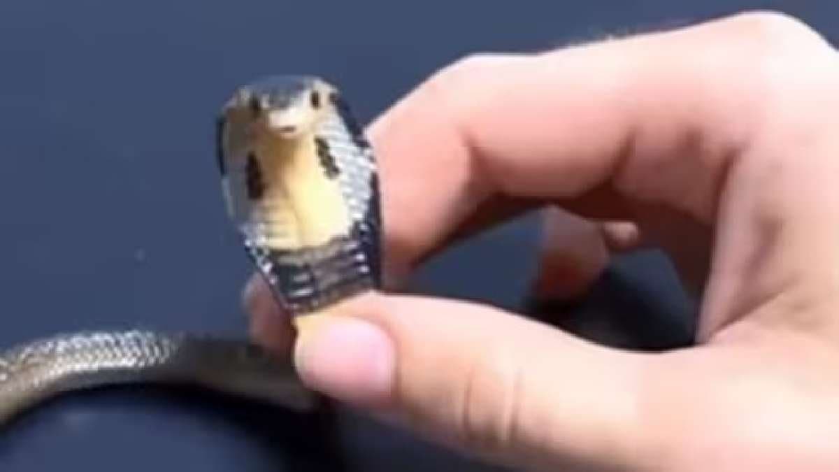 Man pets a frightened baby cobra barehanded in viral video gnr