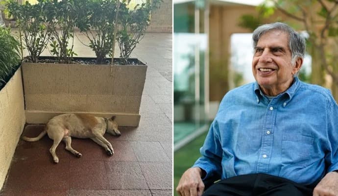 blood for dog, ratan tata appeal on social media