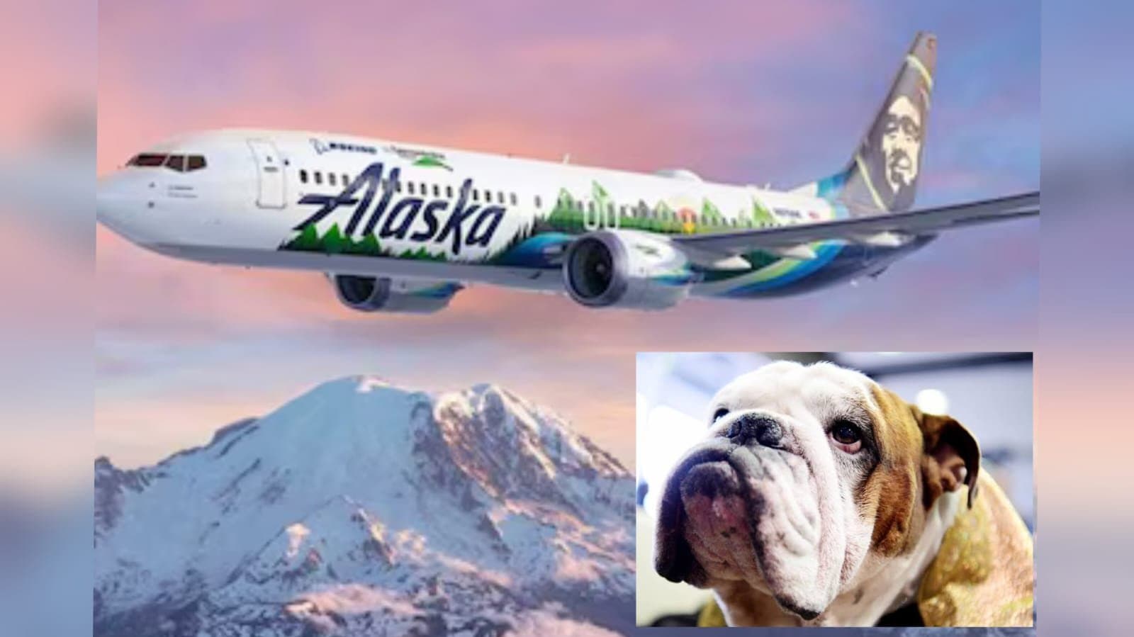 Man Sues Airlines, Claims His Dog Died After Moving From First Class To Economy_gnr 
