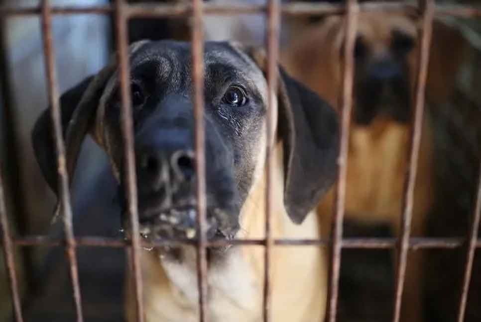 South Korea passed a law to ban the sale of dog meat