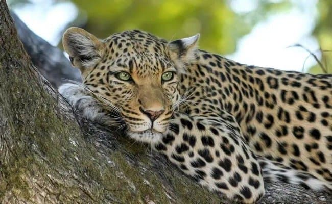 Leopard Kills 3-Year-Old in Tamil Nadu Village 