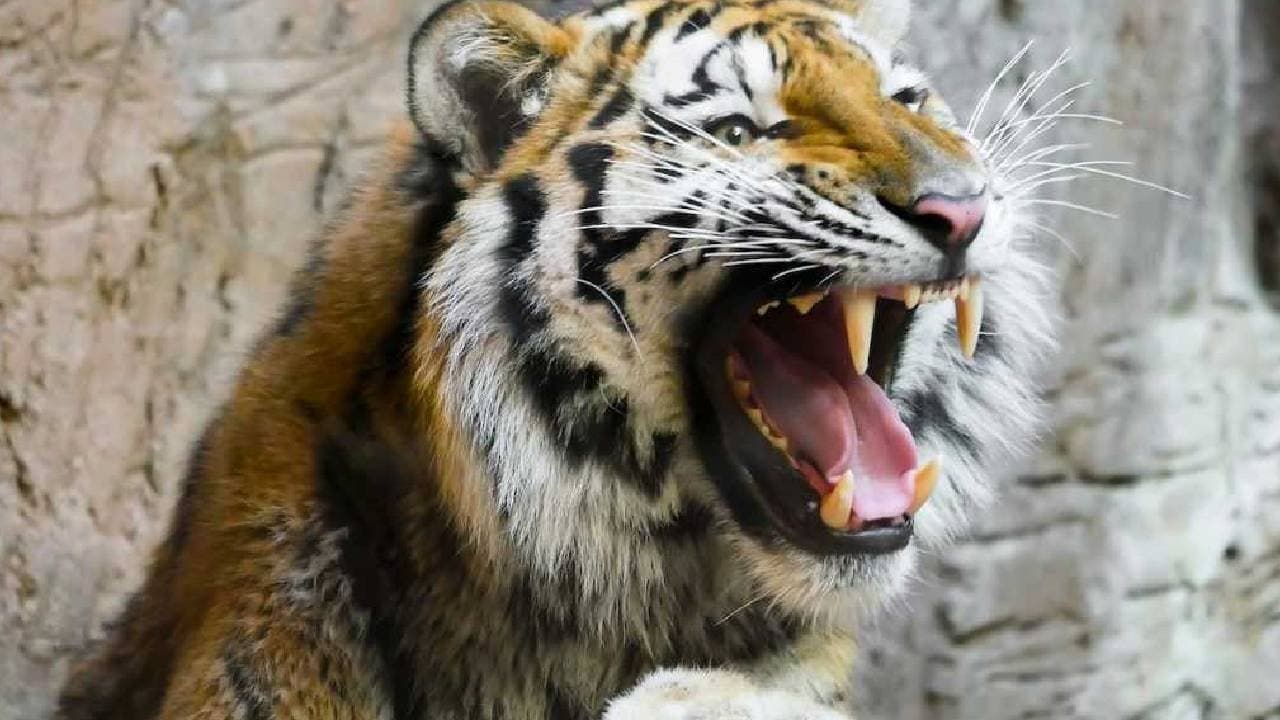 Farmer Killed By Tiger in Karnataka District Third Such Incident In one Month  