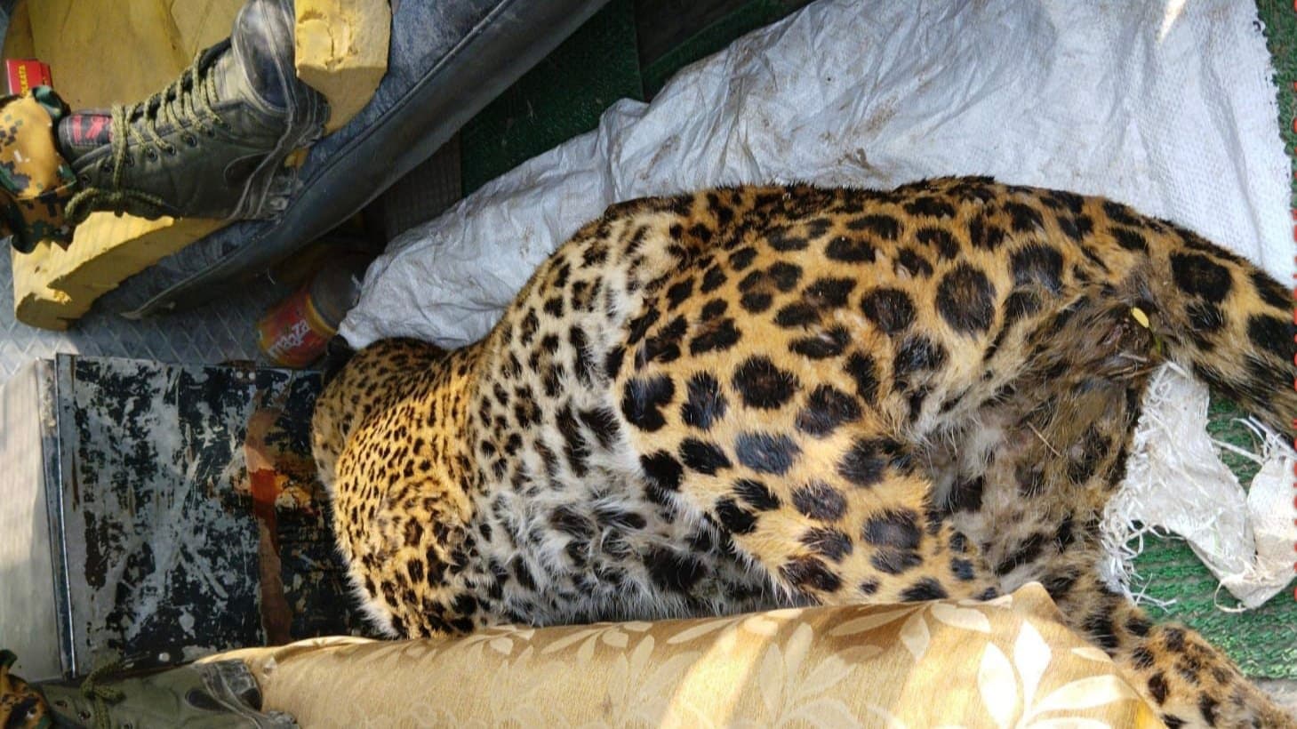 Leopard dead body found