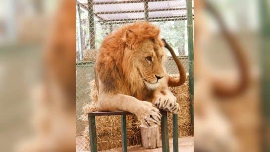 Pakistani Man Enters Lions Cage For TikTok Video He Was Mauled gnr 