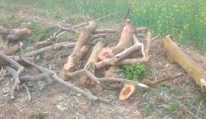 About 100 trees were cut down illegally