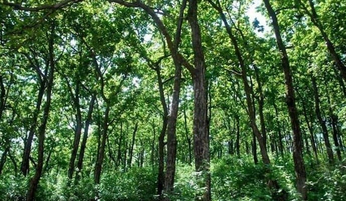 Google Maps misleads 5 Odisha students into dense forest