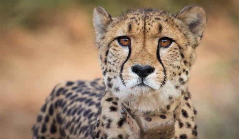  3 Cubs Born To Namibian Cheetah 'Jwala' At Kuno National Park