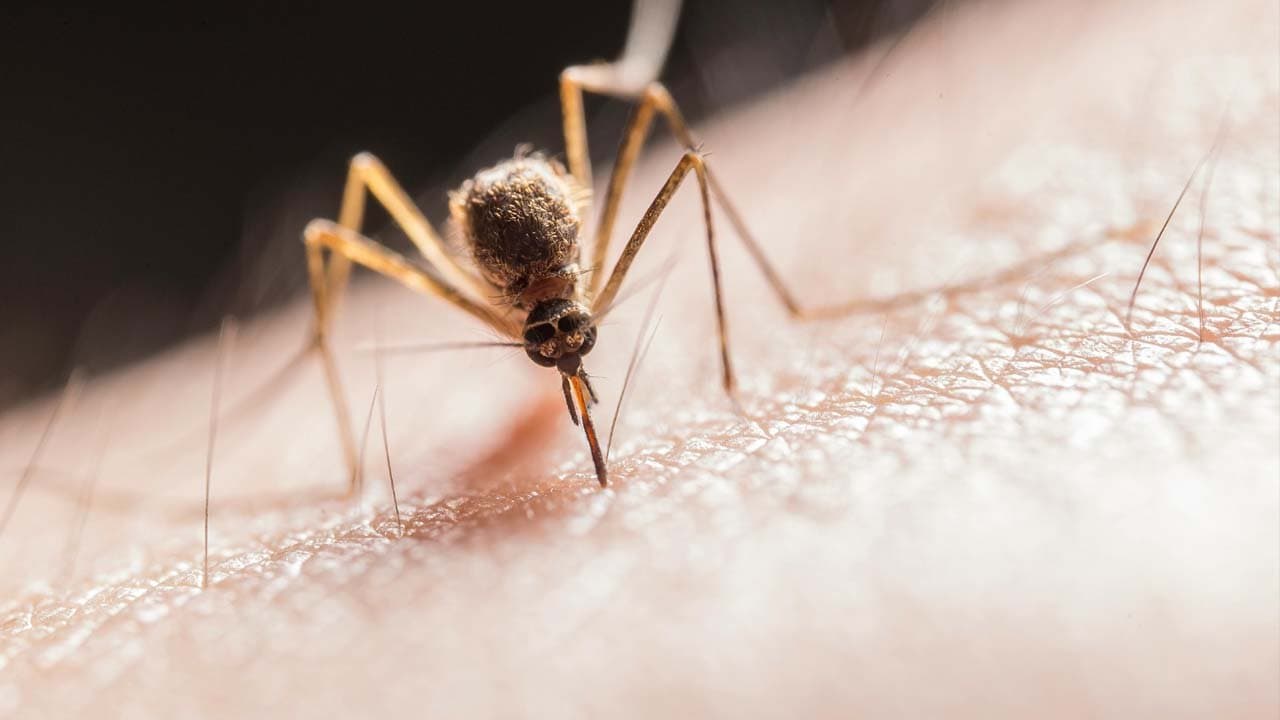 IIT Delhi has now invented a detergent to prevent mosquitoes