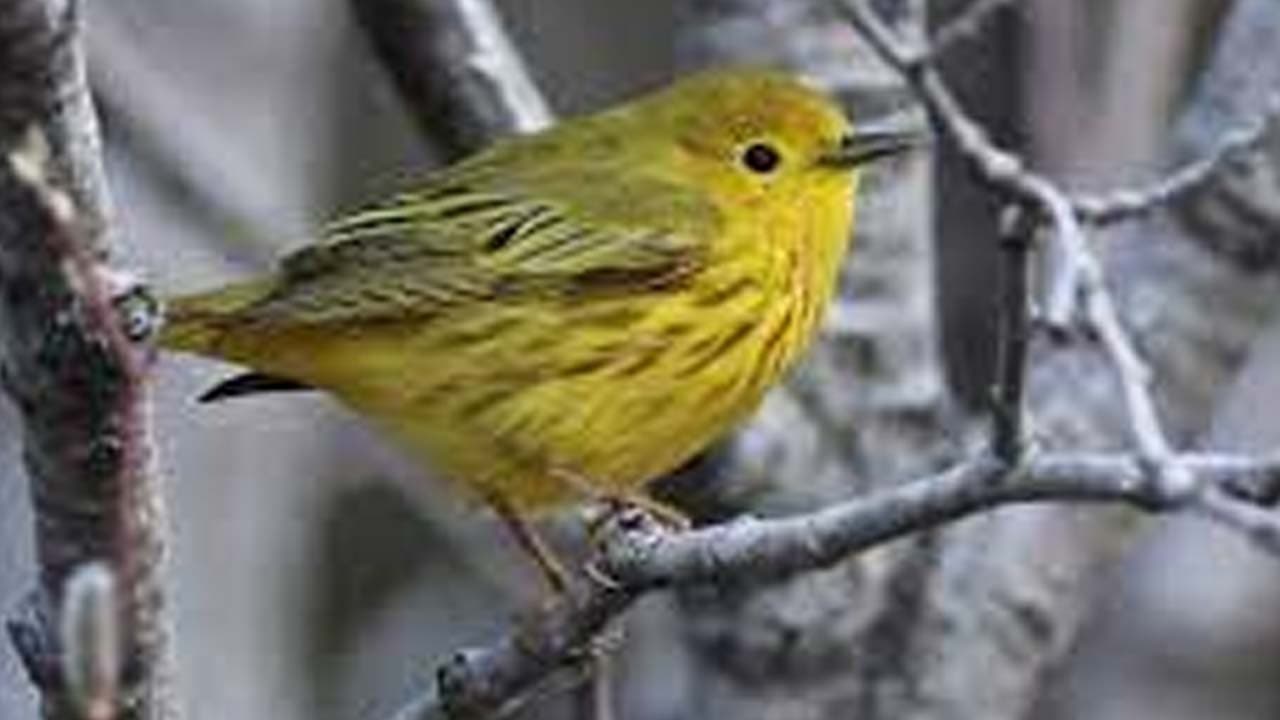 Lost Birds: Show up way outside their normal range