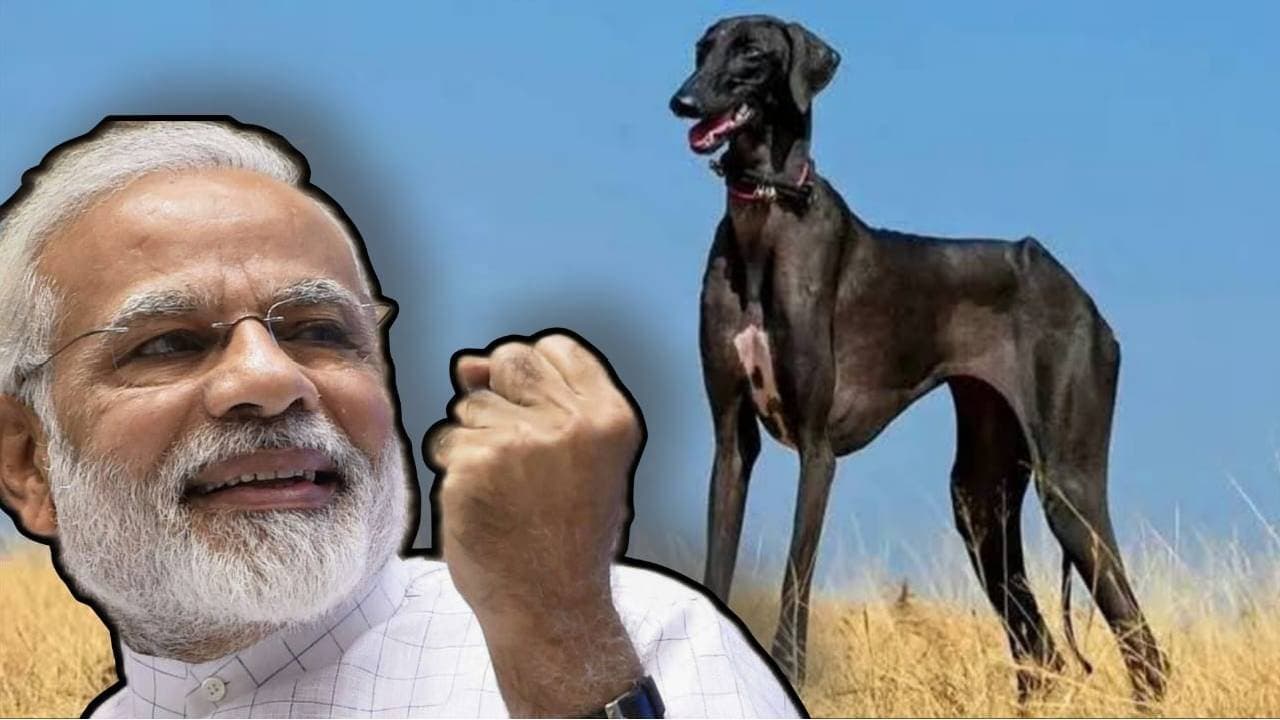 Mudhol Dogs the new indian desi dogs for indian army