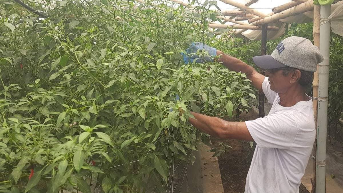 Big Profits for Farmers as Hooghly Green Chilies Set to Conquer Japanese Market