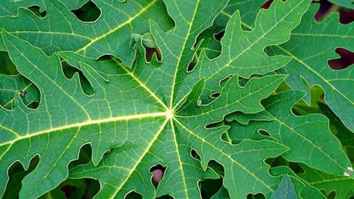 Papaya leaf is very effective to decrease dengu symptoms prevent cancer and has many incredible health benefits 