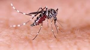 Dengue Death The family members of a class five student held responsible the strike of the junior doctors for the death of the student.